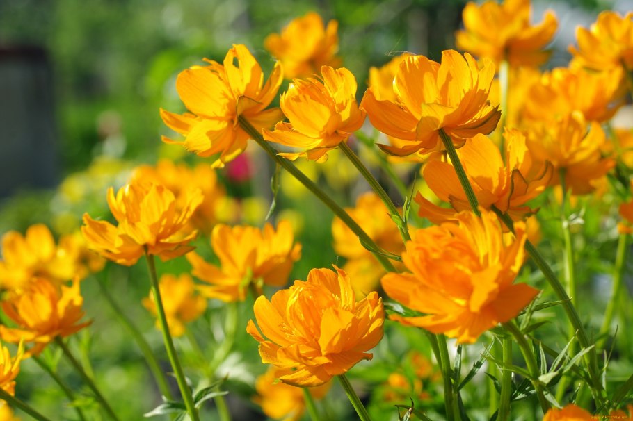 Сибирская купальница азиатская