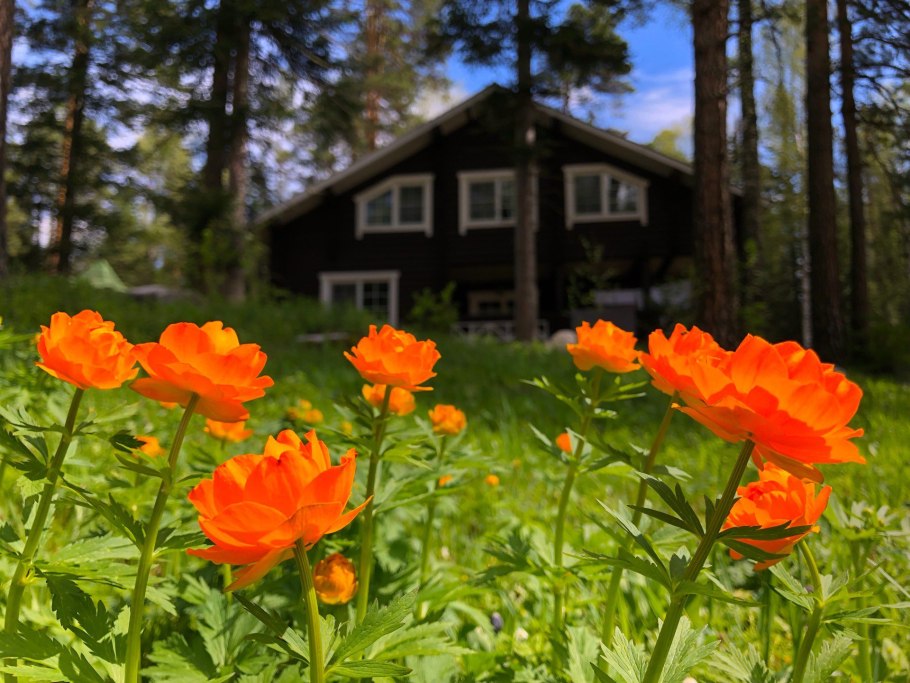 Купальница Сибирская