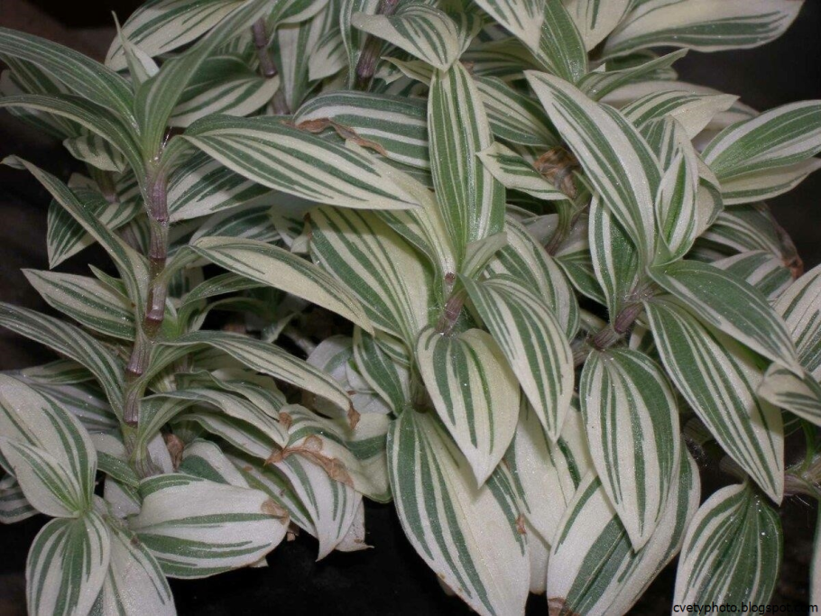 Зебрина albiflora