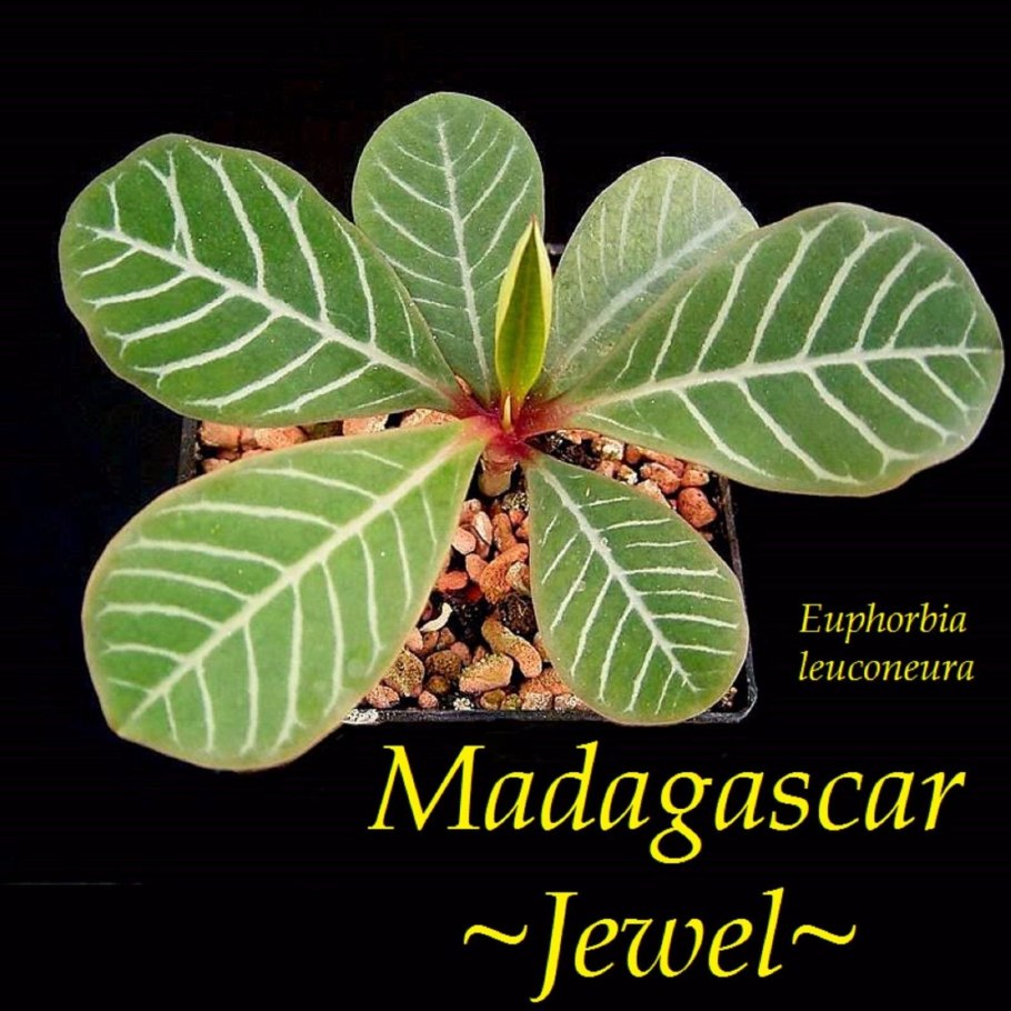 Молочай беложильчатый (Euphorbia leuconeura)