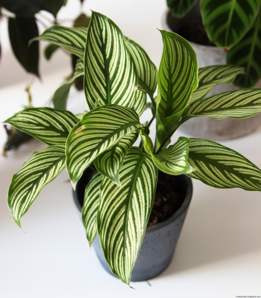 Калатея виттата