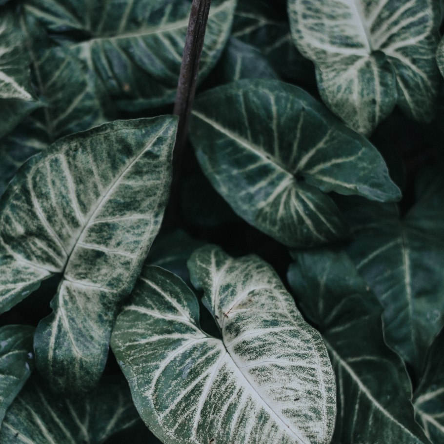 Комнатное растение с белыми прожилками