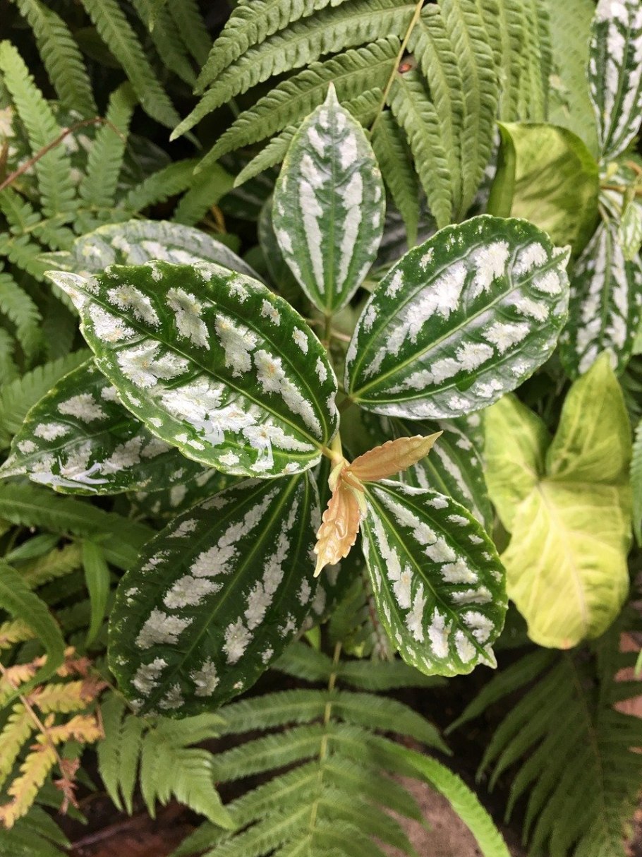 Комнатное растение с белыми прожилками