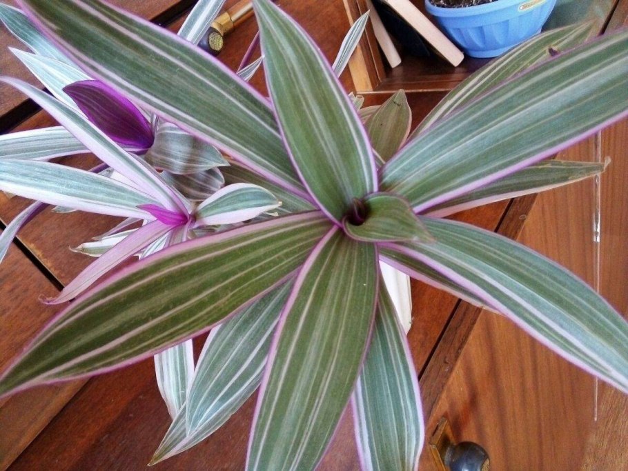 Традесканция Рео Ладья