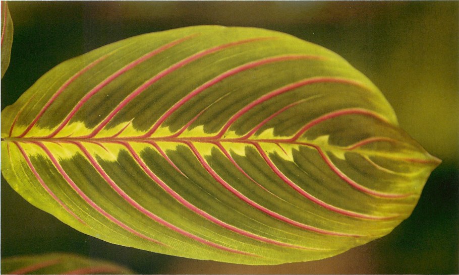 Фикус маранта