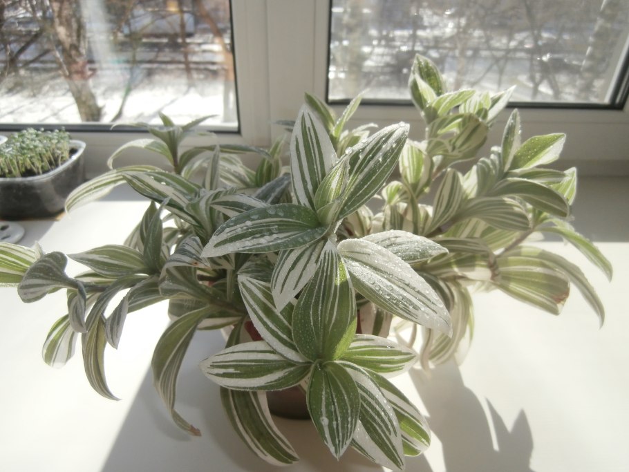 Традесканция полосатик