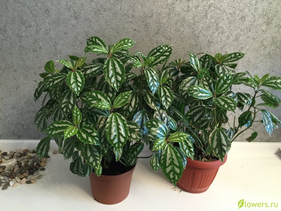 Пилея Кадье цветок