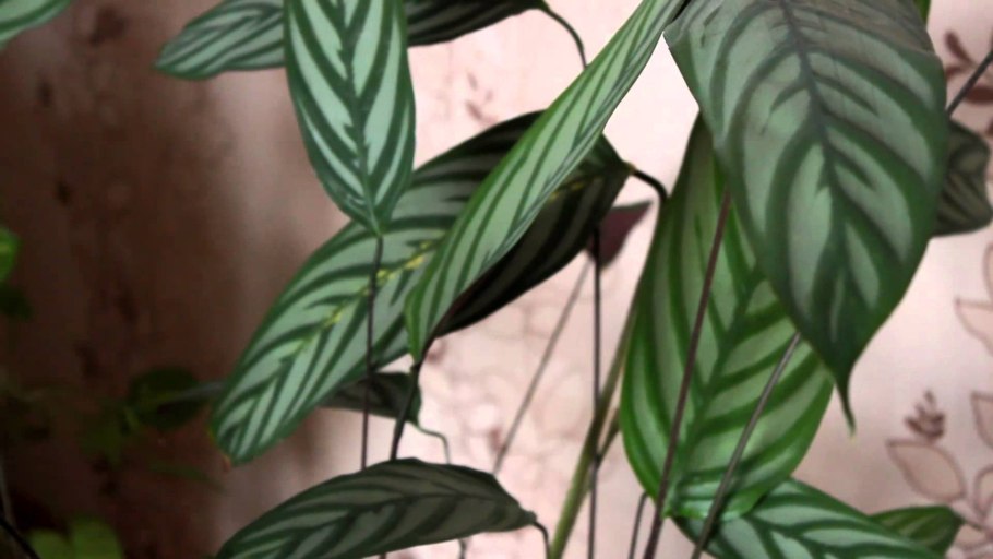 Калатея розеопикта