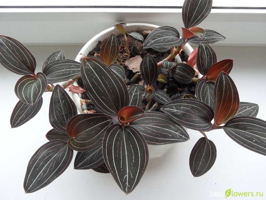 Орхидея Лудизия