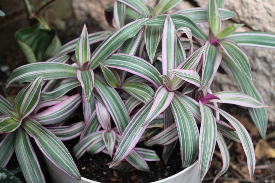 Традесканция Лоджеса