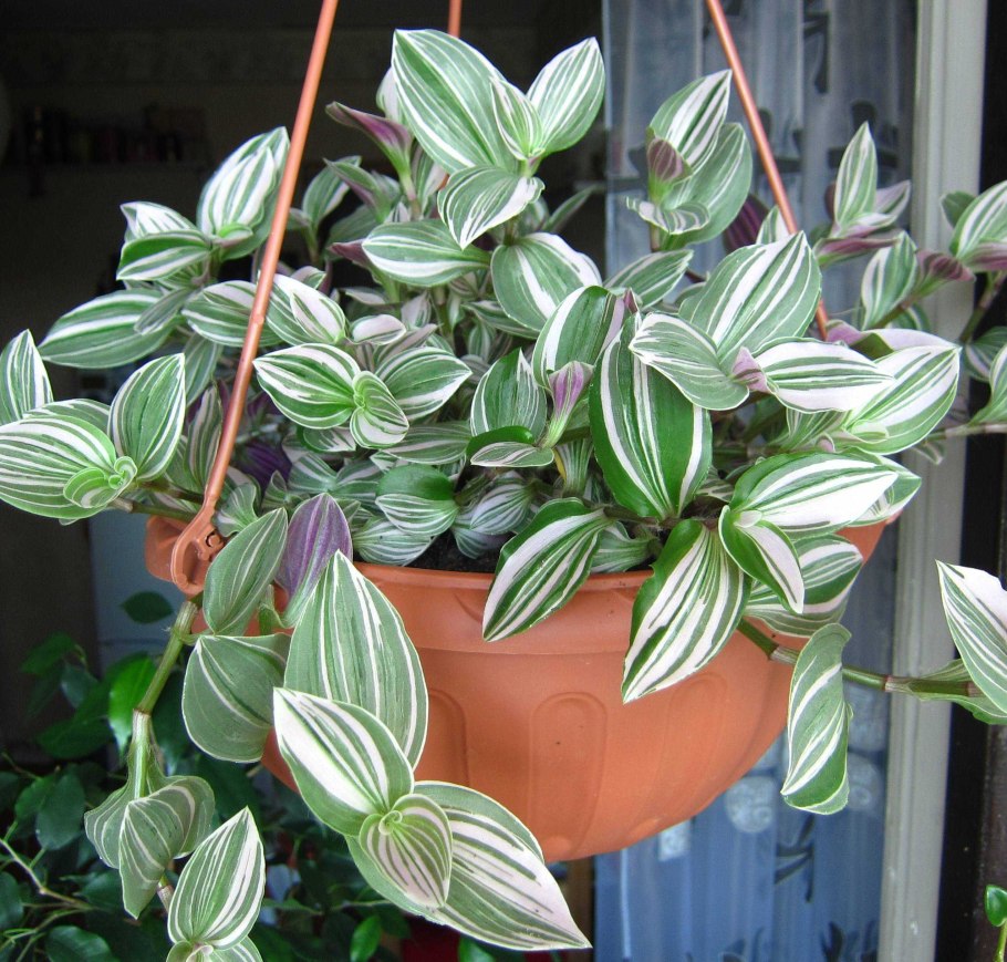 Традесканция белоцветковая Триколор