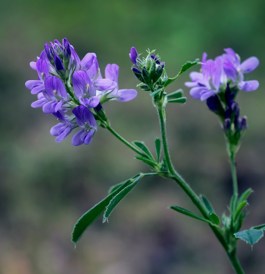 Люцерна посевная Medicago Sativa