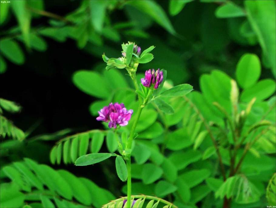 Чина Луговая Lathyrus praténsis l.