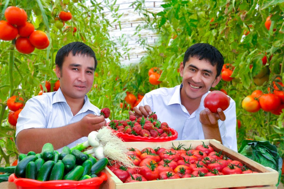 Черешня сады Узбекистана