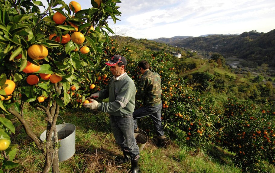 Северный Кипр сельское хозяйство