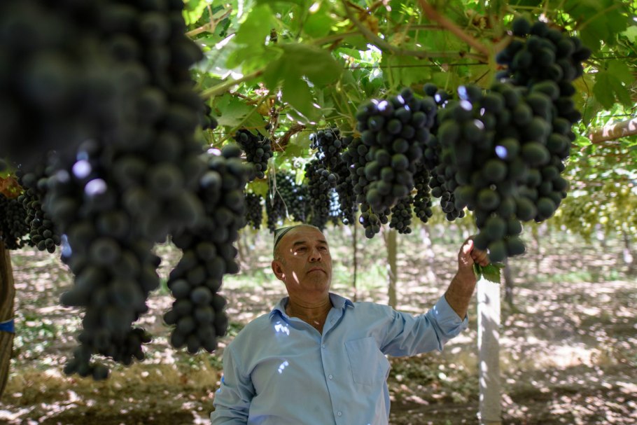 Мева сабзавот экспорт