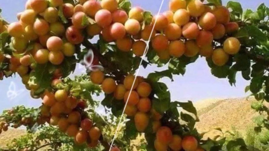 Зардолуи мирсанчали