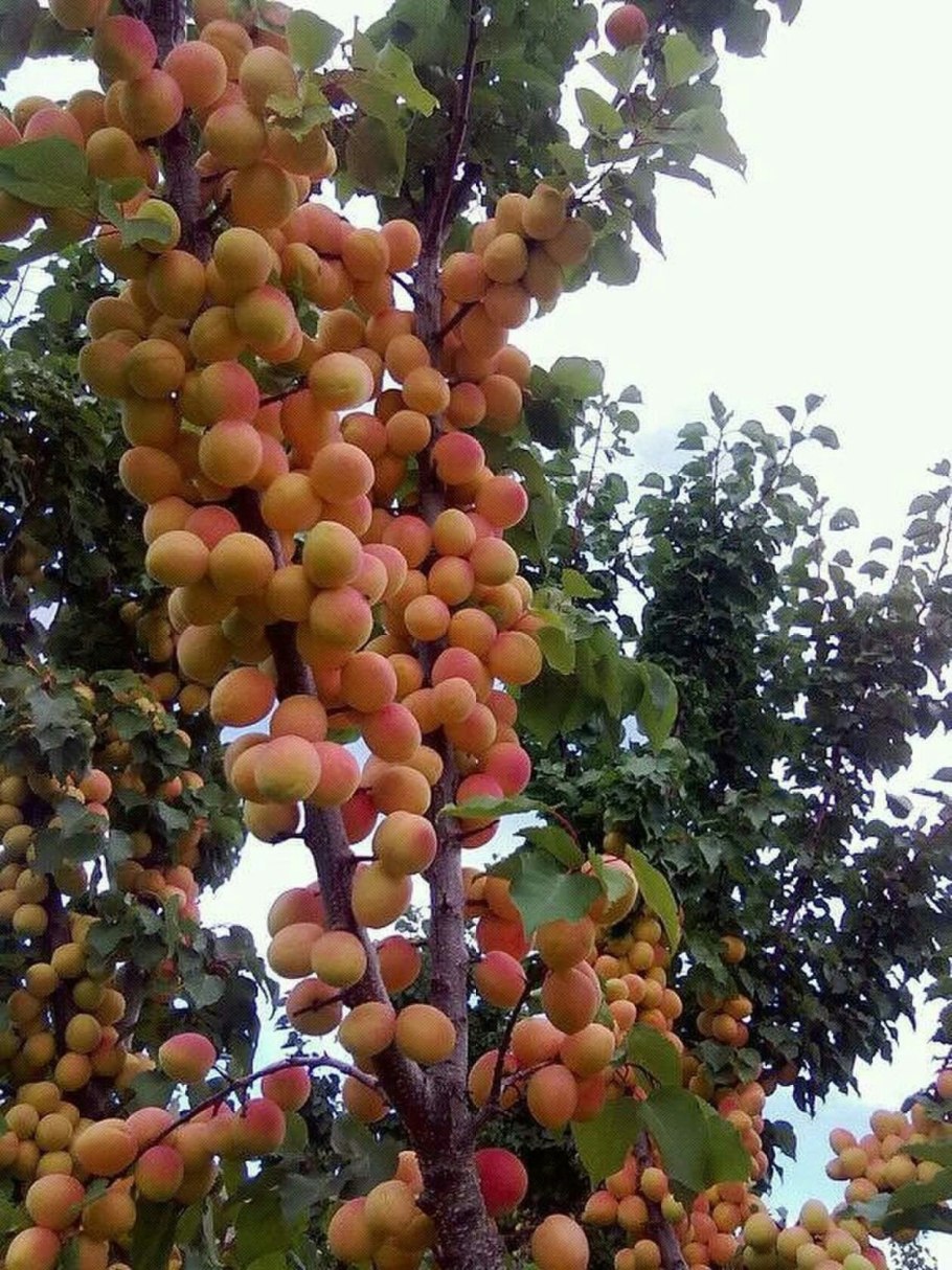 Фрукты Узбекистана