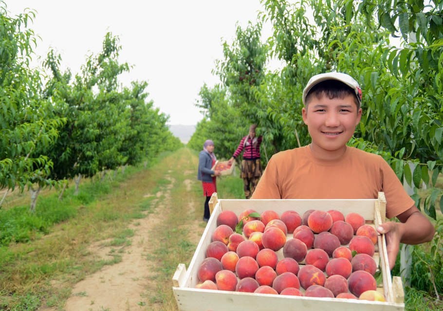 Абрикос Лескоре