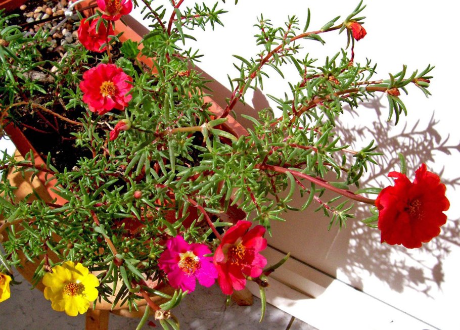 Портулак ампельный