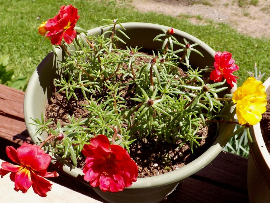 Портулак комнатное растение