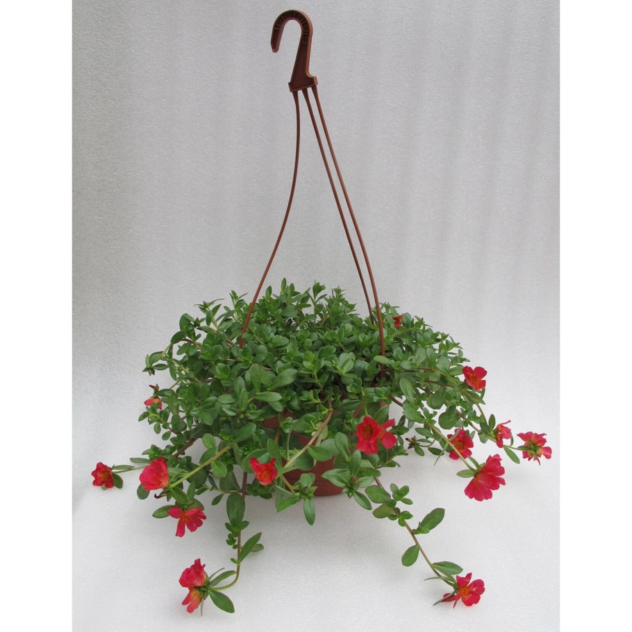 Портулак балконный