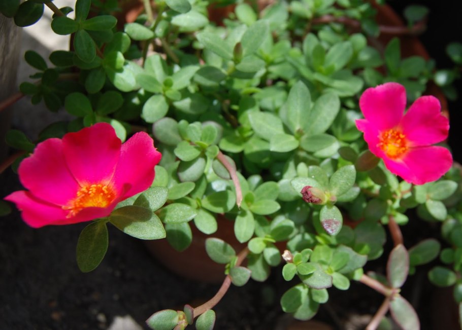 Портулак Примроза