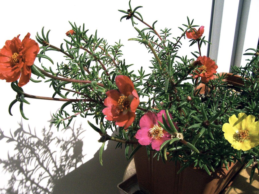 Портулак комнатный ампельный