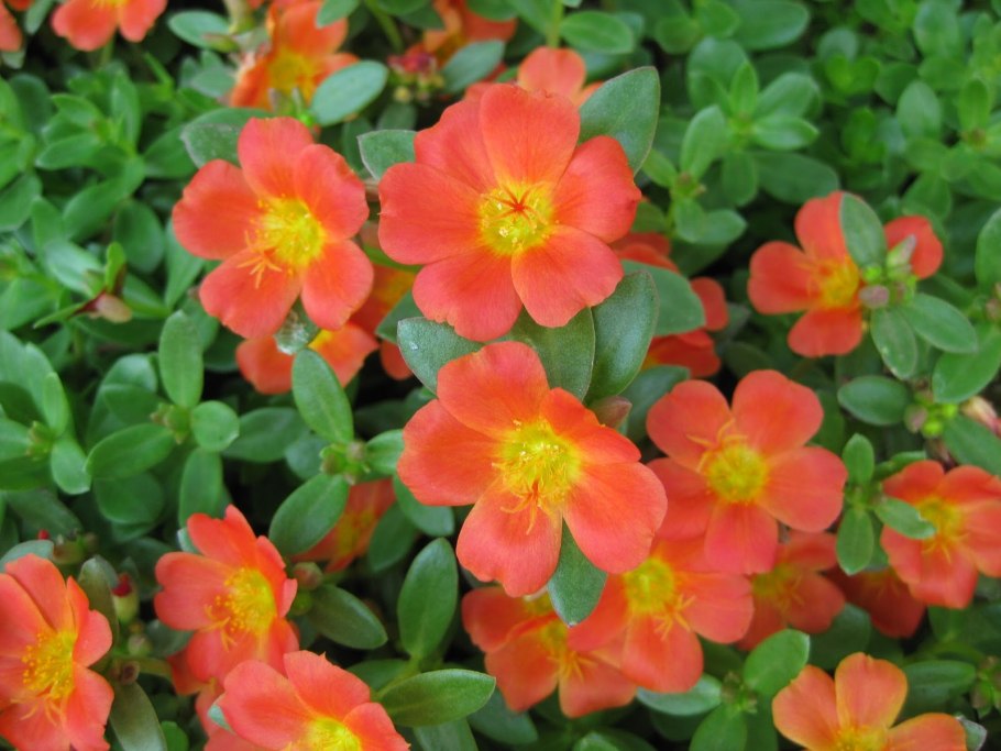 Портулак ампельный