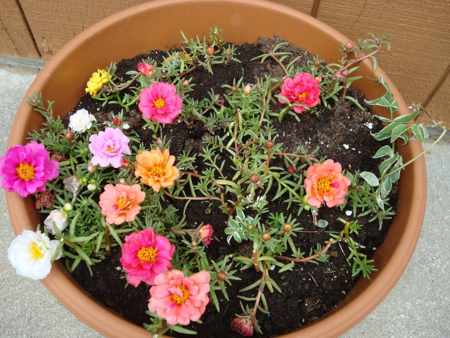 Rose Moss. Portulaca grandiflora