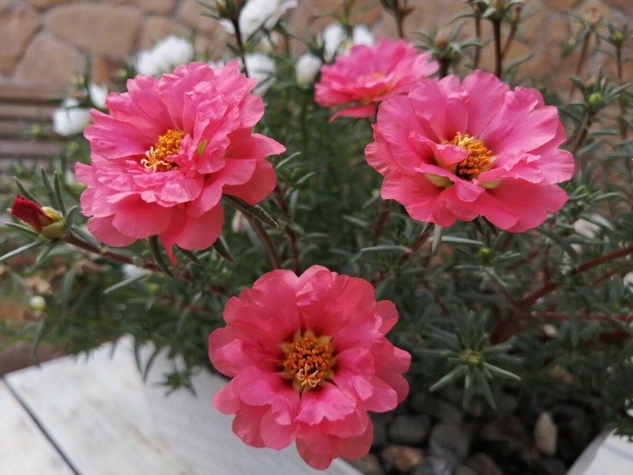 Портулак Королевский