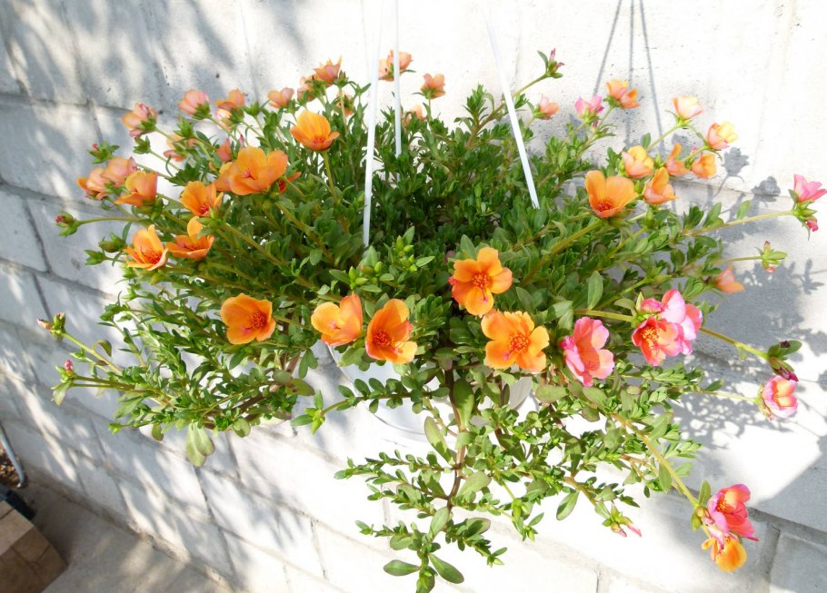 Портулак ампельный