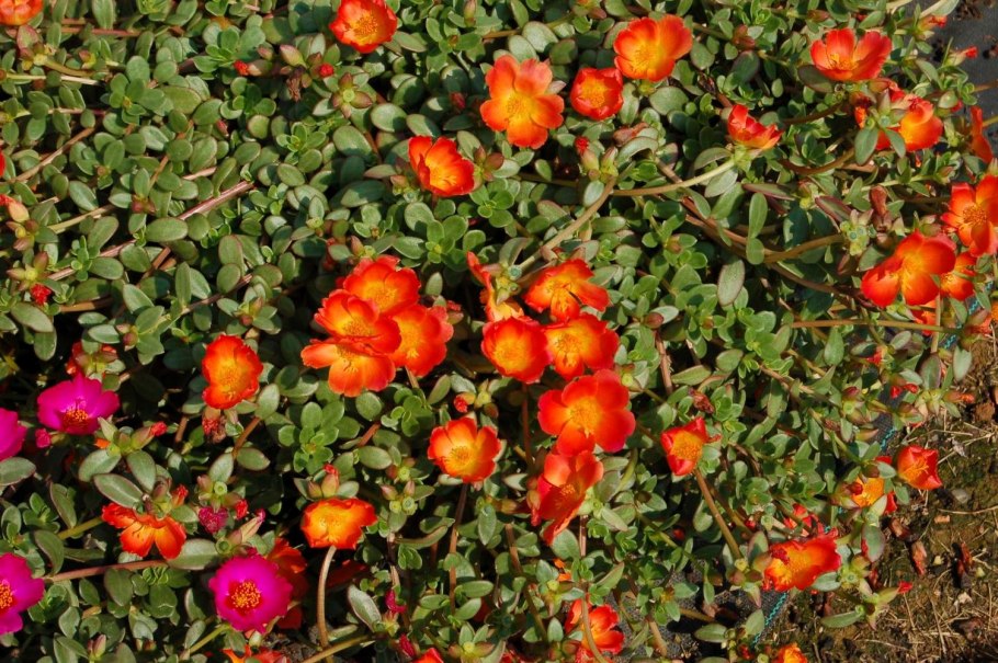 Портулак ампельный