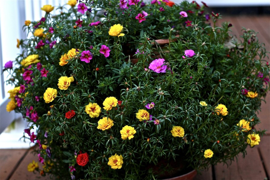 Дикий полевой портулак