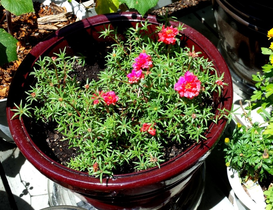 Портулак на подоконнике дети