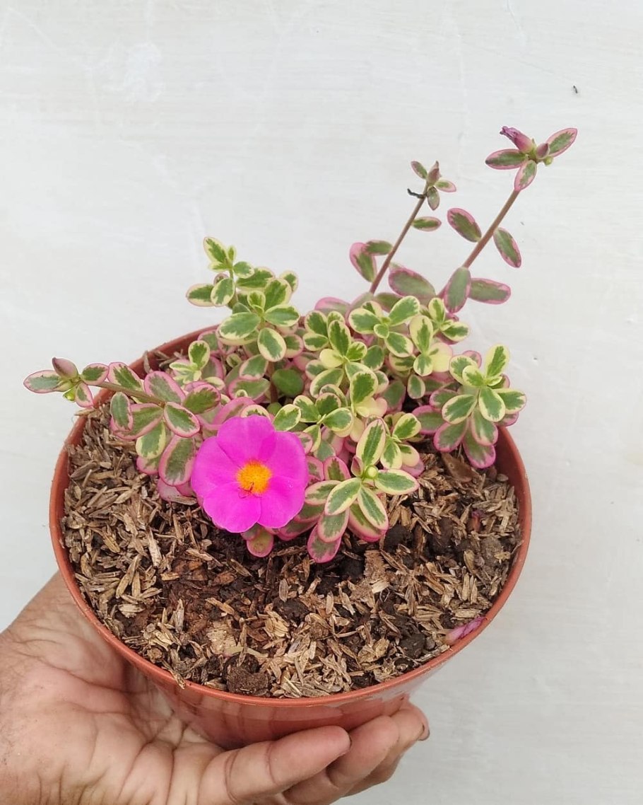 Портулак рассада