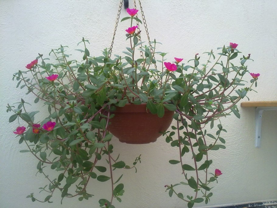 Портулак ампельный