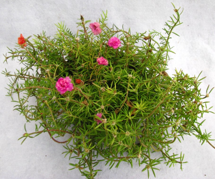 Портулак ампельный махровый