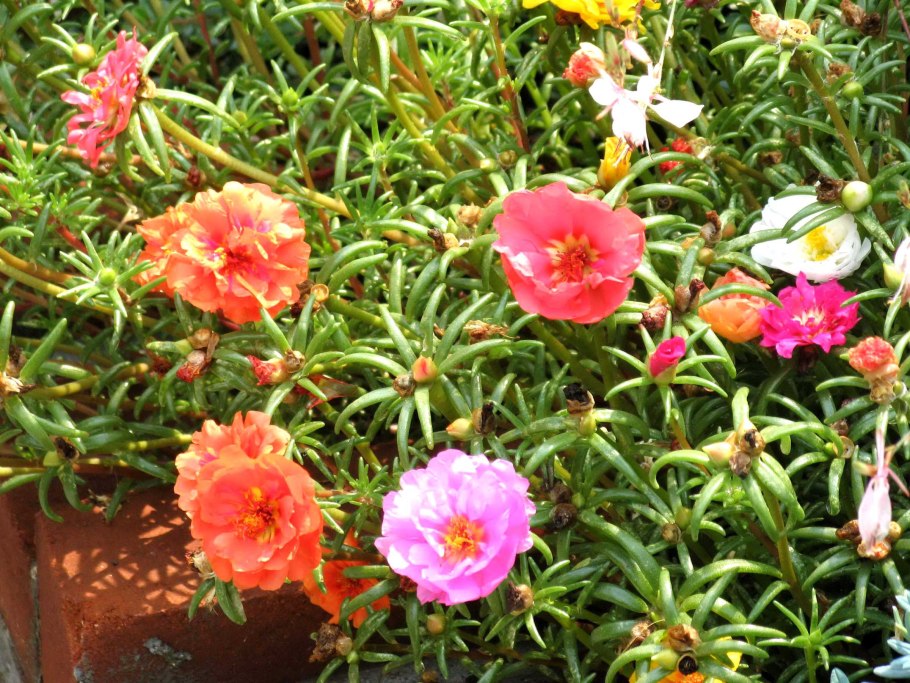 Портулак гибридный