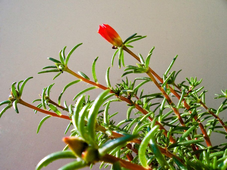 Портулак ампельный