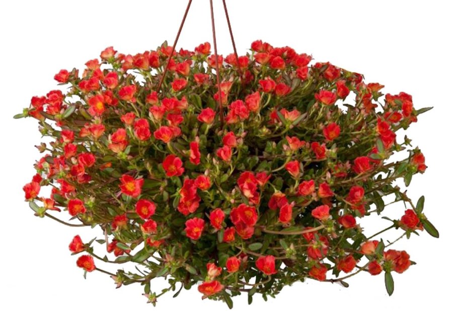 Портулак в кашпо