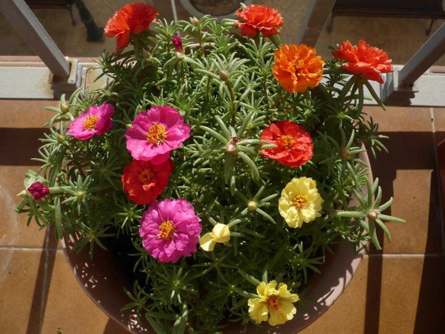 Портулак биколор