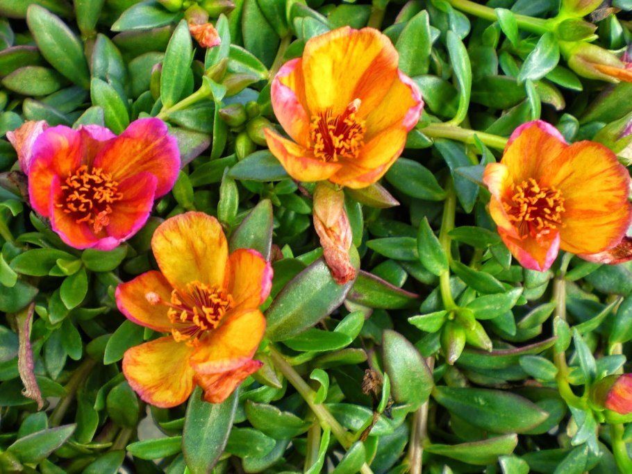 Портулак зонтиковидный