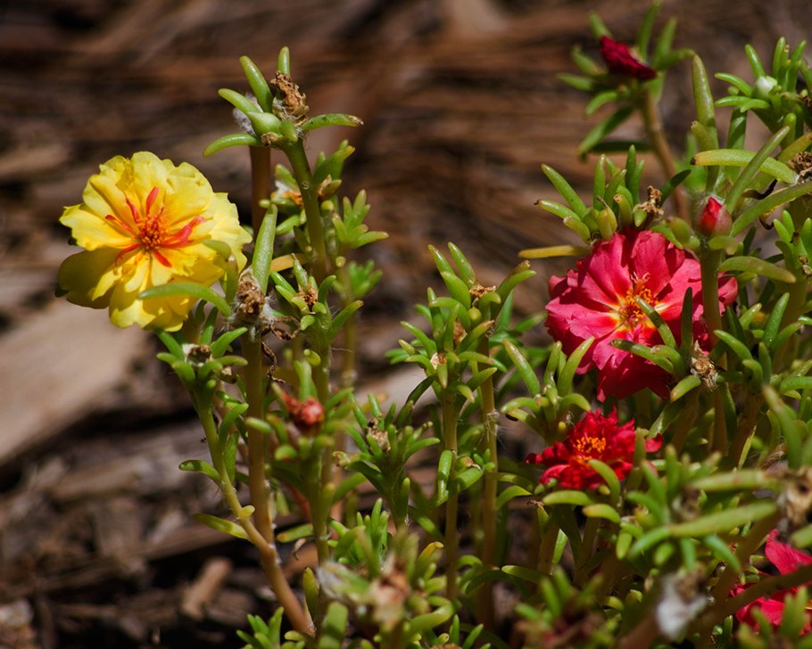 Портулак полосатый