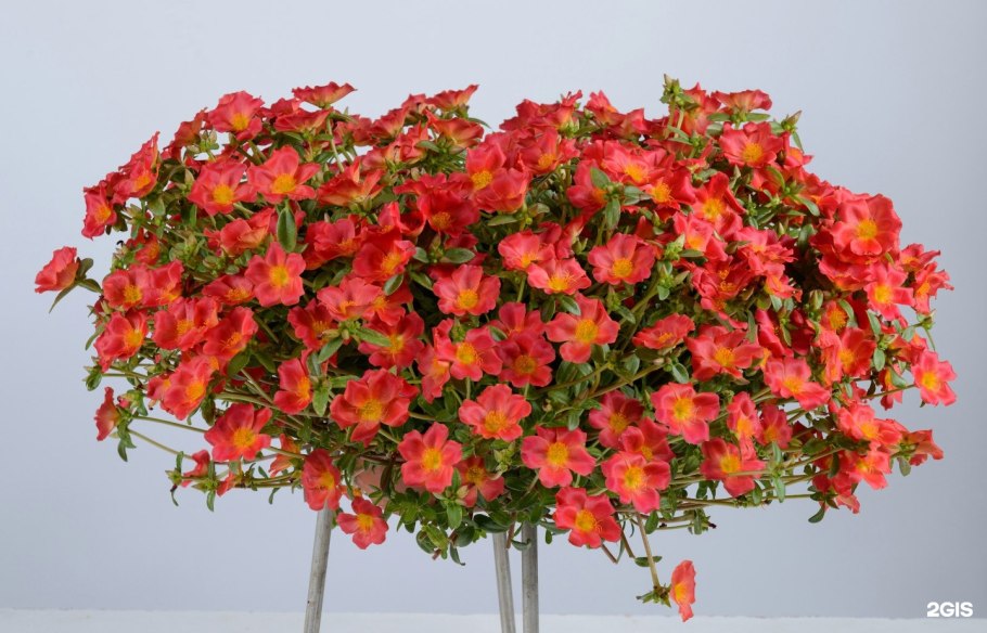 Портулак Примроза