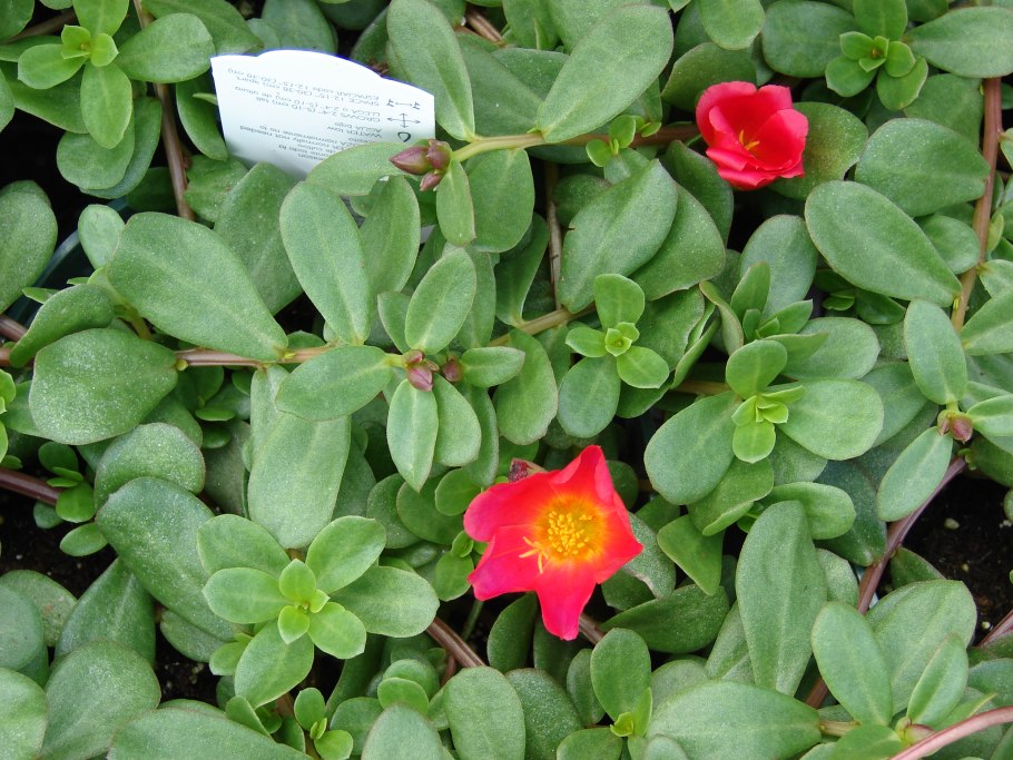 Портулак комнатный многолетний