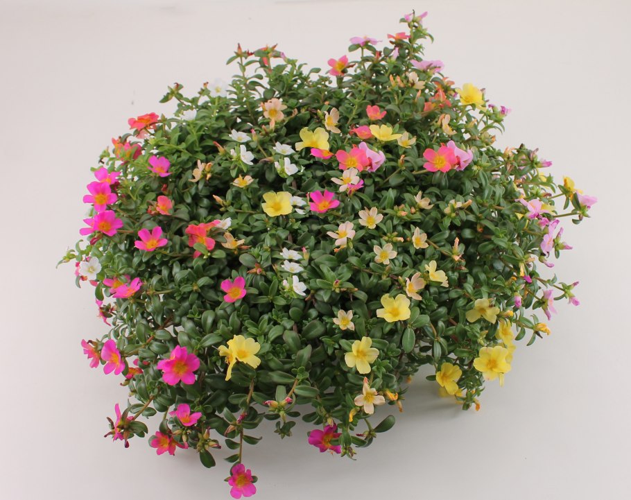 Портулак фламенко махровый