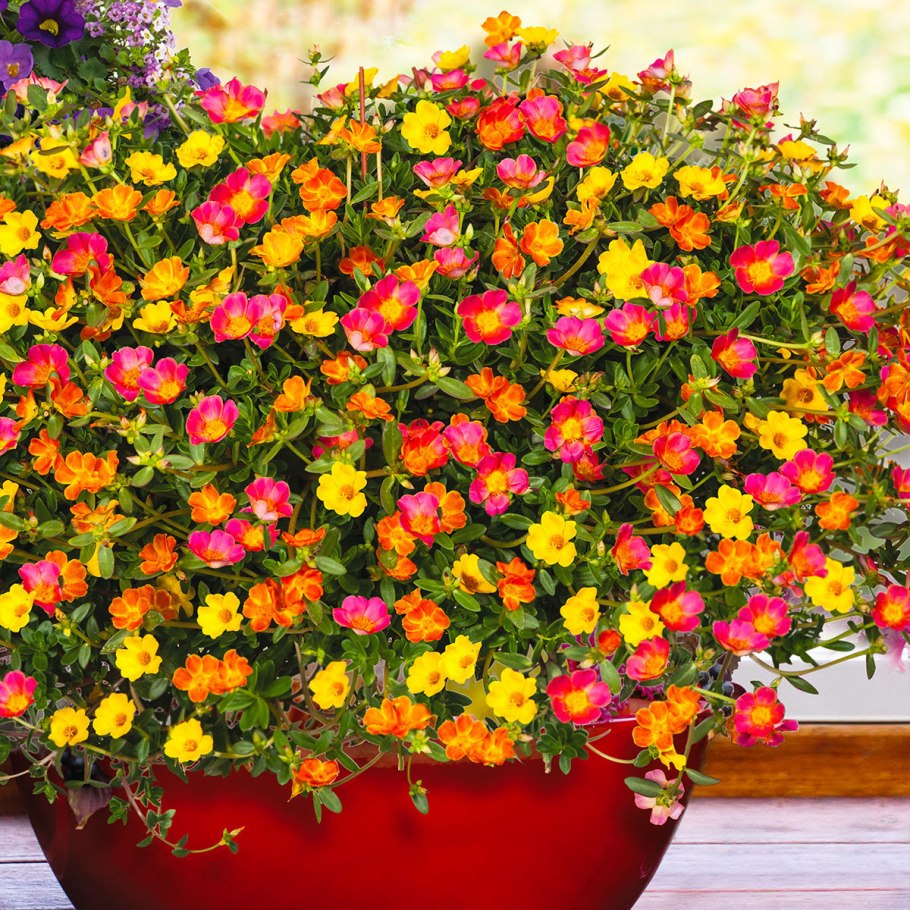 Портулак Хэппи Ауэр Пепперминт