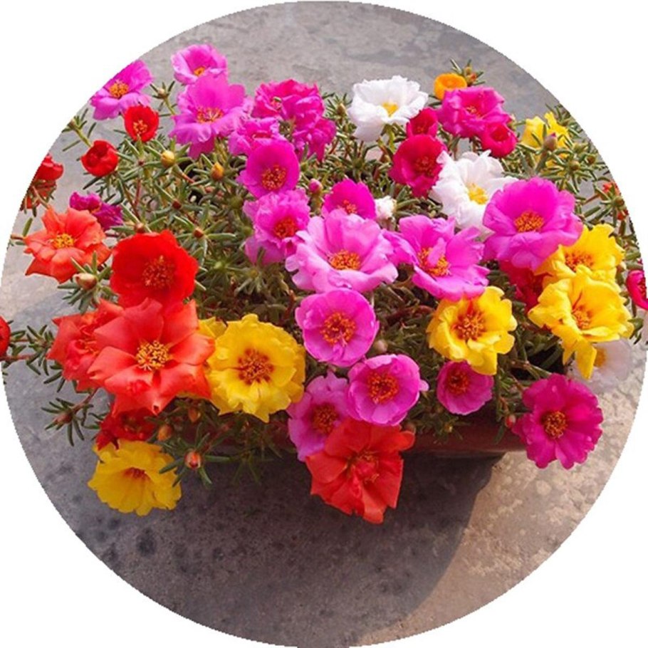 Портулак ампельный