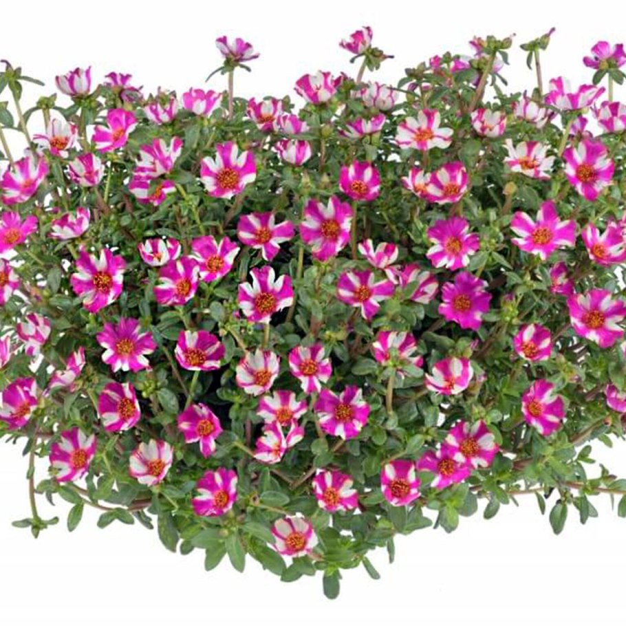 Портулак Campino Cherry